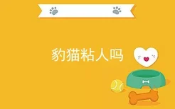 豹猫粘人吗