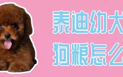 泰迪幼犬狗粮怎么喂