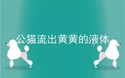 公猫流出黄黄的液体