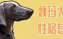 魏玛犬性格怎样