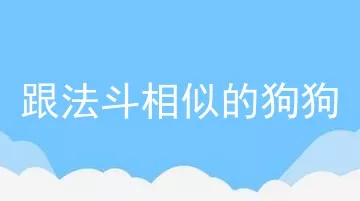 跟法斗相似的狗狗