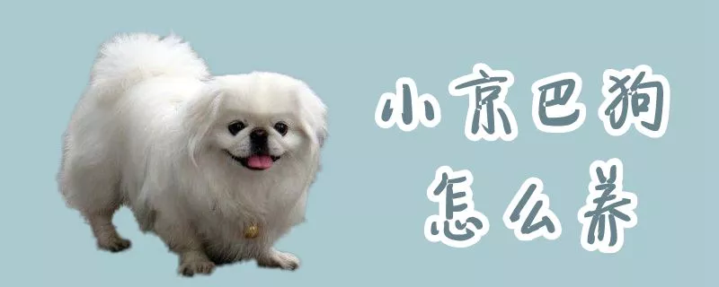 小京巴狗怎么养