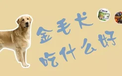 金毛犬吃什么好