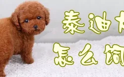 泰迪犬怎么饲养