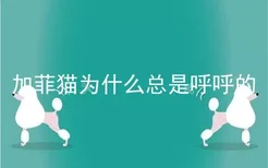 加菲猫为什么总是呼呼的