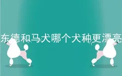 东德和马犬哪个犬种更漂亮