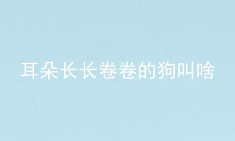 耳朵长长卷卷的狗叫啥