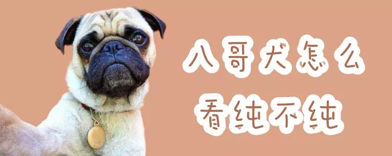 八哥犬怎么看纯不纯