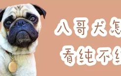 八哥犬怎么看纯不纯