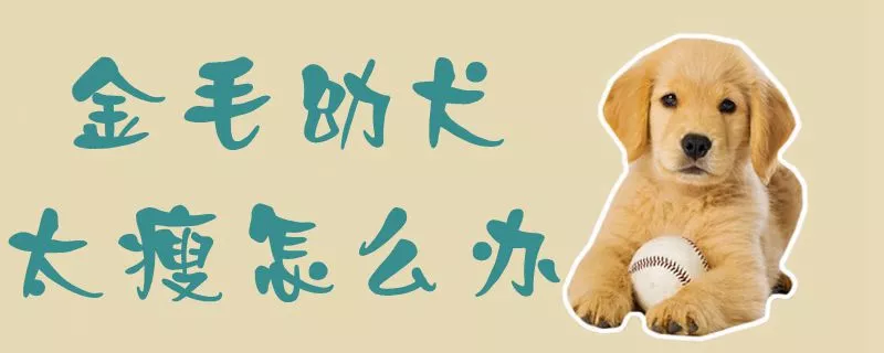 金毛幼犬太瘦怎么办