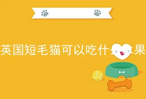 英国短毛猫可以吃什么水果