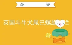 英国斗牛犬尾巴螺旋处烂