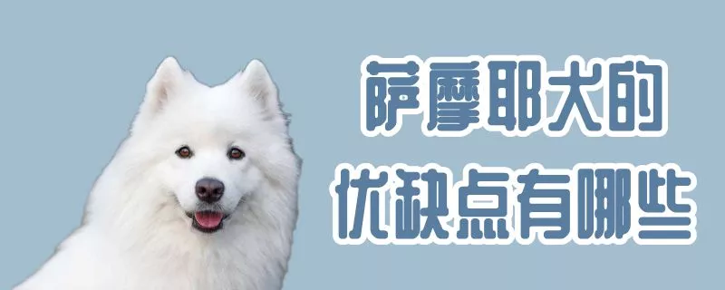 萨摩耶犬的优缺点有哪些