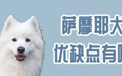 萨摩耶犬的优缺点有哪些 温顺亲近人就是爱掉毛