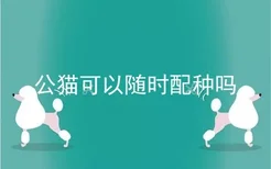 公猫可以随时配种吗