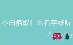 小白猫取什么名字好听