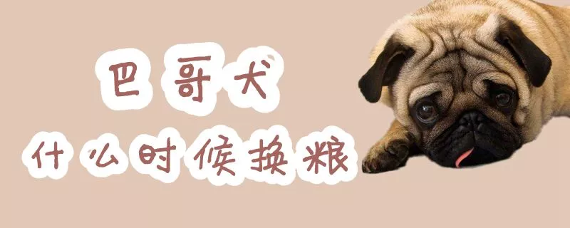 巴哥犬什么时候换粮