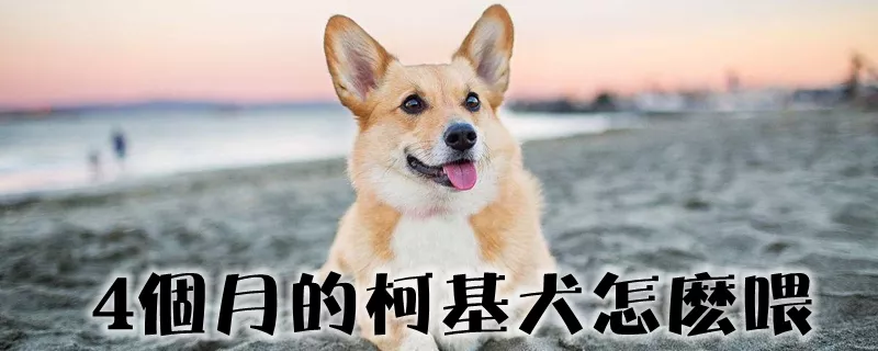 4个月的柯基犬怎么喂