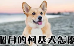 4个月的柯基犬怎么喂