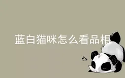 蓝白猫咪怎么看品相