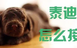 泰迪犬怎么接生