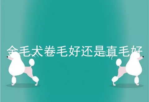 金毛犬卷毛好还是直毛好