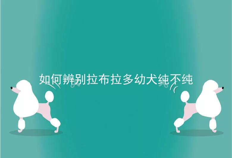 如何辨别拉布拉多幼犬纯不纯