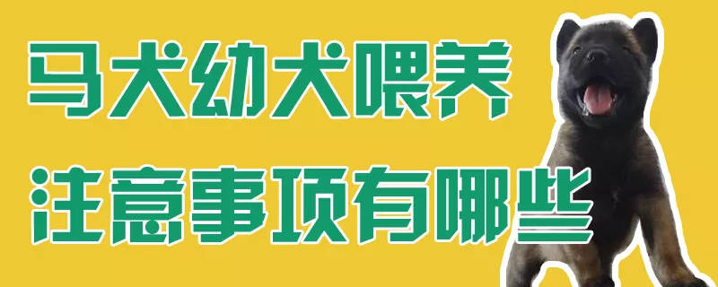 马犬幼犬喂养注意事项有哪些