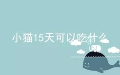 小猫15天可以吃什么