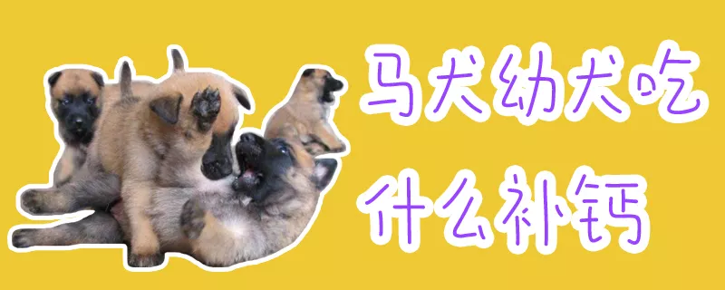 马犬幼犬吃什么补钙