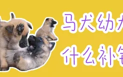 马犬幼犬吃什么补钙