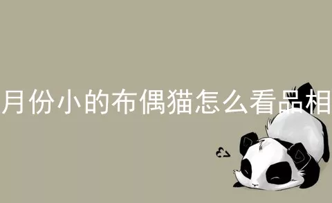 月份小的布偶猫怎么看品相