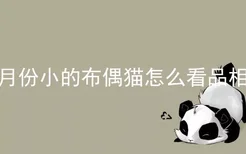 月份小的布偶猫怎么看品相