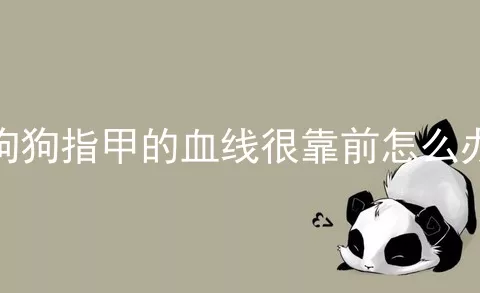 狗狗指甲的血线很靠前怎么办