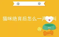 猫咪绝育后怎么一声不叫