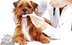 狗狗口臭的原因 狗狗口臭可能引发牙结石