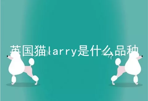 英国猫larry是什么品种