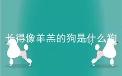 长得像羊羔的狗是什么狗