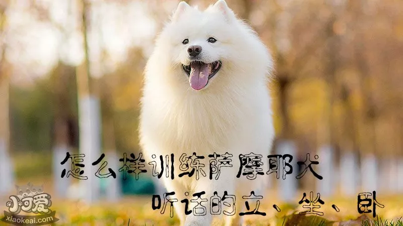 怎么样训练萨摩耶犬听话的立、坐、卧_小可爱宠物网