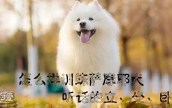 怎么样训练萨摩耶犬听话的立、坐、卧