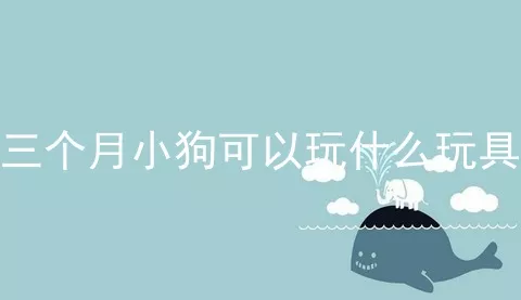 三个月小狗可以玩什么玩具