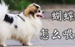 蝴蝶犬怎么喂养