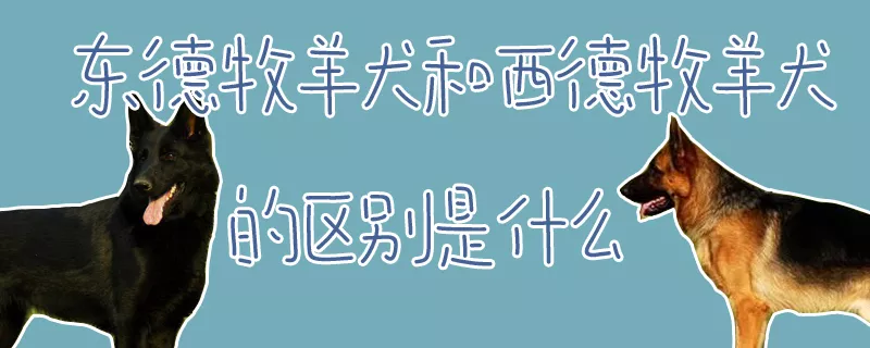 东德牧羊犬和西德牧羊犬的区别是什么