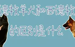 东德牧羊犬和西德牧羊犬的区别是什么