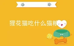 狸花猫吃什么猫粮好