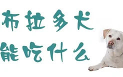 拉布拉多犬能吃什么