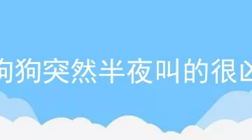 狗狗突然半夜叫的很凶