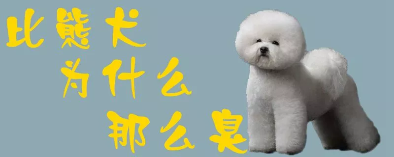 比熊犬为什么那么臭1