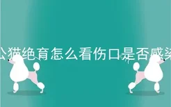 公猫绝育怎么看伤口是否感染