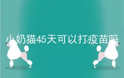 小奶猫45天可以打疫苗吗